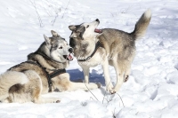 Siberian Huskies, Husky, Dogs, Snow dogs, snow, playing, running