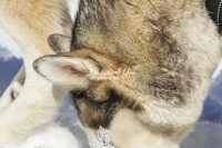 Siberian Huskies, Husky, Dogs, Snow dogs, snow, playing, running