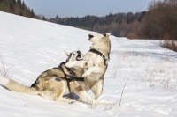 Siberian Huskies, Husky, Dogs, Snow dogs, snow, playing, running