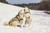 Siberian Huskies, Husky, Dogs, Snow dogs, snow, playing, running