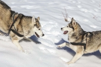 Siberian Huskies, Husky, Dogs, Snow dogs, snow, playing, running