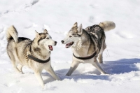 Siberian Huskies, Husky, Dogs, Snow dogs, snow, playing, running