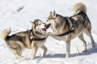 Siberian Huskies, Husky, Dogs, Snow dogs, snow, playing, running