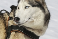 Siberian Huskies, Husky, Dogs, Snow dogs, snow, playing, running