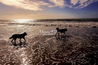 Siberian Huskies, Husky, Dogs, playing, running, Beach, Ocean