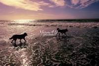 Siberian Huskies, Husky, Dogs, playing, running, Beach, Ocean