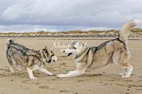 Siberian Huskies, Husky, Dogs, Snow dogs, snow, playing, running beach, ocean