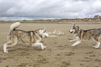 Siberian Huskies, Husky, Dogs, Snow dogs, snow, playing, running beach, ocean