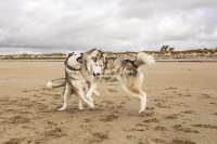 Siberian Huskies, Husky, Dogs, Snow dogs, snow, playing, running beach, ocean