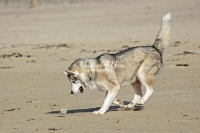 Siberian Huskies, Husky, Dogs, Snow dogs, snow, playing, running beach, ocean