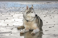 Siberian Huskies, Husky, Dogs, Snow dogs, snow, playing, running beach, ocean