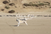 Siberian Huskies, Husky, Dogs, Snow dogs, snow, playing, running beach, ocean