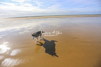 Siberian Huskies, Husky, Dogs, Snow dogs, snow, playing, running beach, ocean