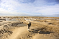 Siberian Huskies, Husky, Dogs, Snow dogs, snow, playing, running beach, ocean