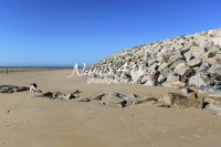 Siberian Huskies, Husky, Dogs, Snow dogs, snow, playing, running beach, ocean