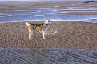 Siberian Huskies, Husky, Dogs, Snow dogs, snow, playing, running beach, ocean