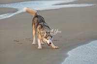 Siberian Huskies, Husky, Dogs, Snow dogs, snow, playing, running beach, ocean