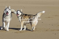 Siberian Huskies, Husky, Dogs, Snow dogs, snow, playing, running beach, ocean