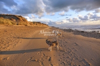 Siberian Huskies, Husky, Dogs, Snow dogs, snow, playing, running beach, ocean