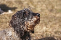 Raucharrdackel, Dachshund,dogs,playing, running