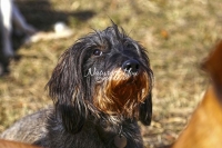 Raucharrdackel, Dachshund,dogs,playing, running