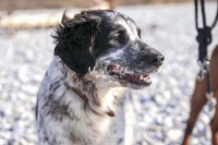 Münsterländer Mix,dogs,playing, running