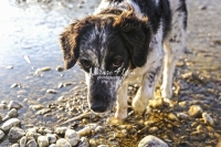 Münsterländer Mix,dogs,playing, running