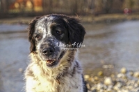 Münsterländer Mix,dogs,playing, running