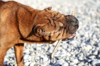 Shar-Pei,dogs,playing,running