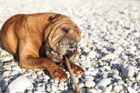 Shar-Pei,dogs,playing,running