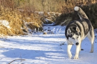 Siberian Huskies, Husky, Dogs, Snow dogs, snow, playing, running