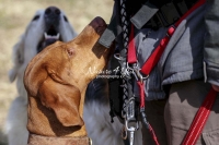 Vizla,dogs,playing,running