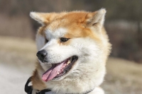Akita Inu,dogs,playing,running