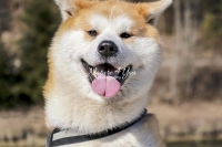 Akita Inu,dogs,playing,running