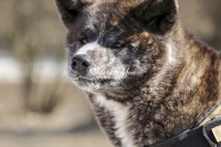 Akita Inu,dogs,playing,running