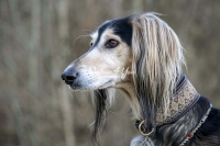 Saluki, Persian Greyhound,dogs,playing,running