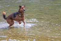 Magnificant Dogs,dogs,playing,running