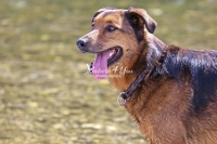 Magnificant Dogs,dogs,playing,running