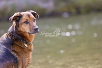 Magnificant Dogs,dogs,playing,running