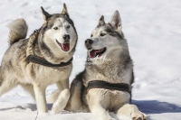 Siberian Huskies, Husky, Dogs, Snow dogs, snow, playing, running