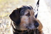 Magnificant Dogs,dogs,playing,running