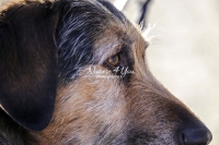 Magnificant Dogs,dogs,playing,running