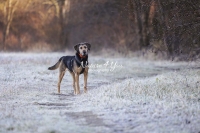 Magnificant Dogs,dogs,playing,running