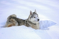 Siberian Huskies, Husky, Dogs, Snow dogs, snow, playing, running