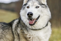 Siberian Huskies, Husky, Dogs, Snow dogs,playing, running