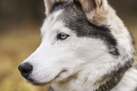 Siberian Huskies, Husky, Dogs, Snow dogs,playing, running