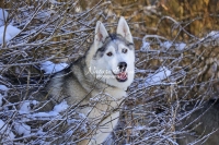 Siberian Huskies, Husky, Dogs, Snow dogs,playing, running