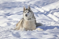 Siberian Huskies, Husky, Dogs, Snow dogs,playing, running