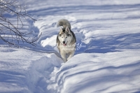 Siberian Huskies, Husky, Dogs, Snow dogs,playing, running