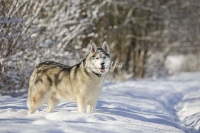 Siberian Huskies, Husky, Dogs, Snow dogs,playing, running